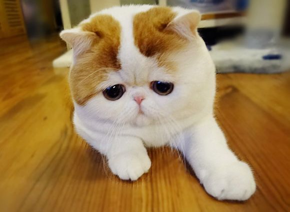 Are you doing this right now by watching and following pet accounts?