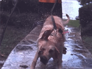Do you dry yourself after or before you get out of the shower?