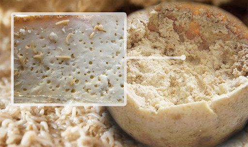 Maggot Cheese