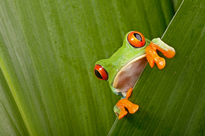 Are you afraid of frogs?