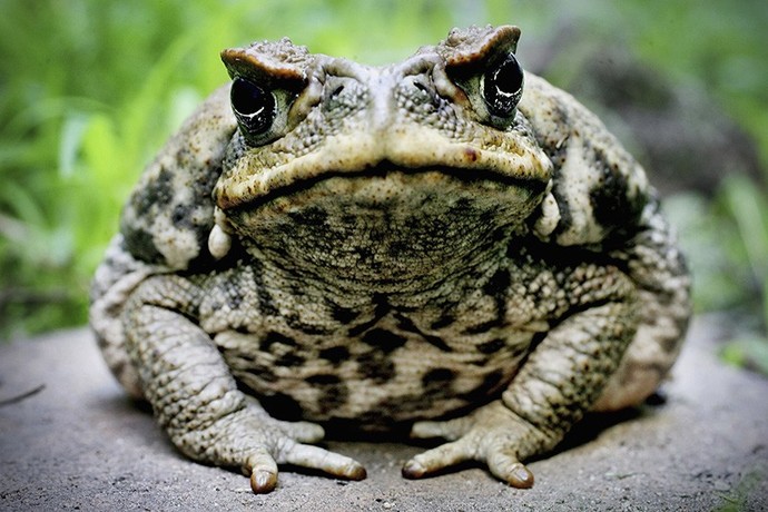 Are you afraid of frogs?