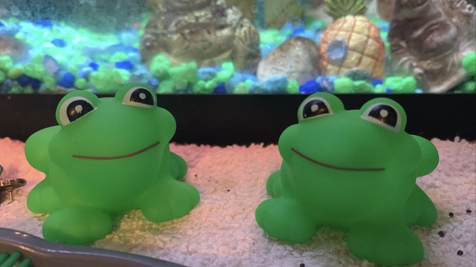 Are you afraid of frogs?