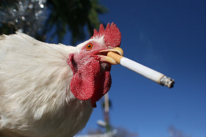 Did you ever catch your chickens smoking, how did you get them to quit?