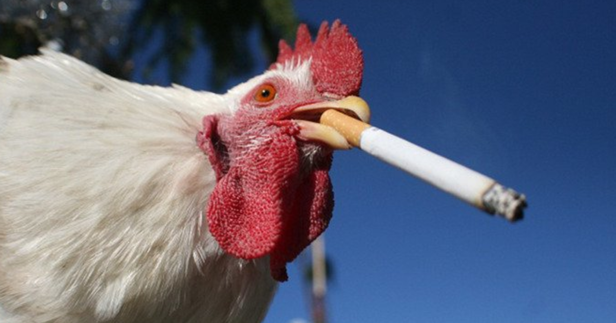 Did you ever catch your chickens smoking, how did you get them to quit