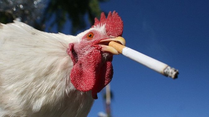 Did you ever catch your chickens smoking, how did you get them to quit?