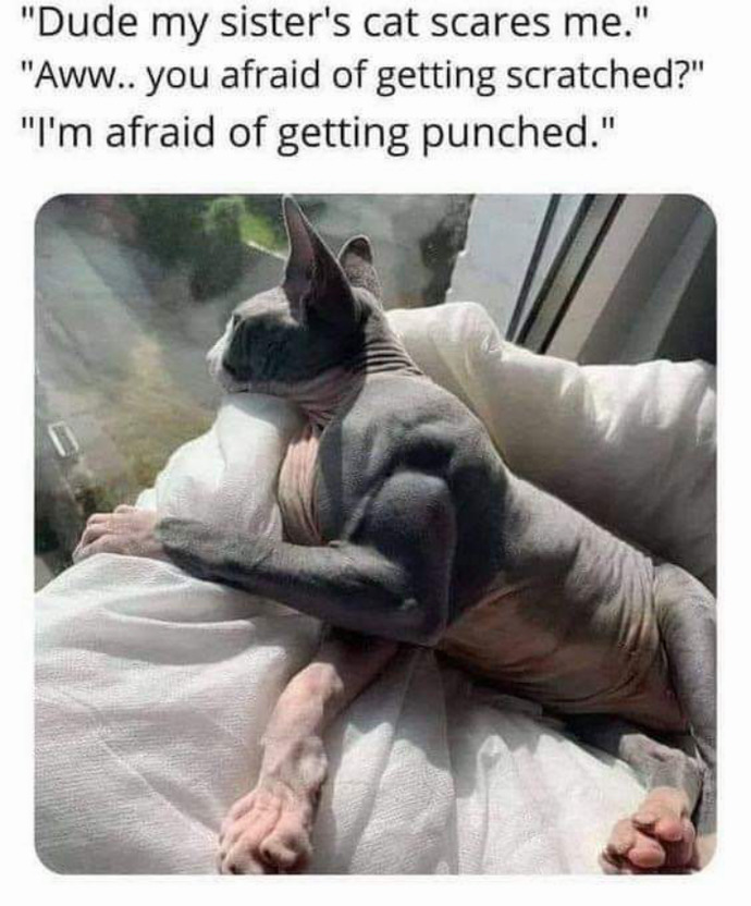 Would you pick a fight with this kitty?