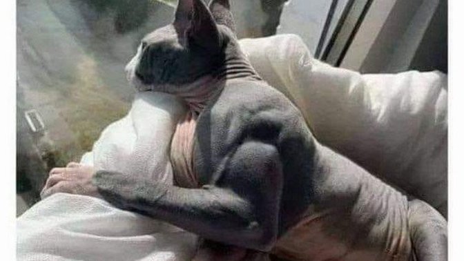 Would you pick a fight with this kitty?
