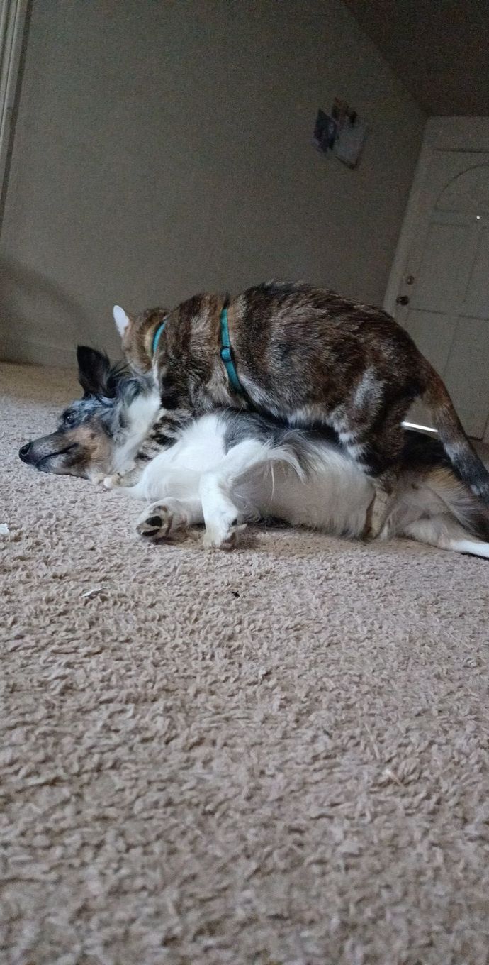 Cats or dogs, why?