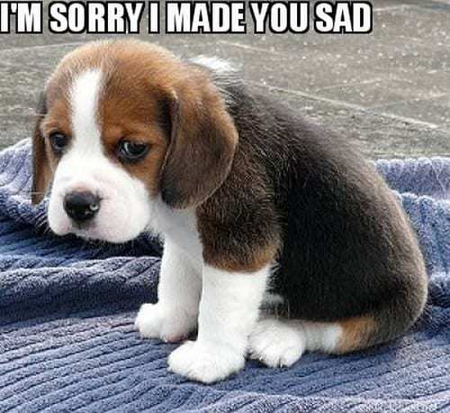 How would you rate your apologizing skills?