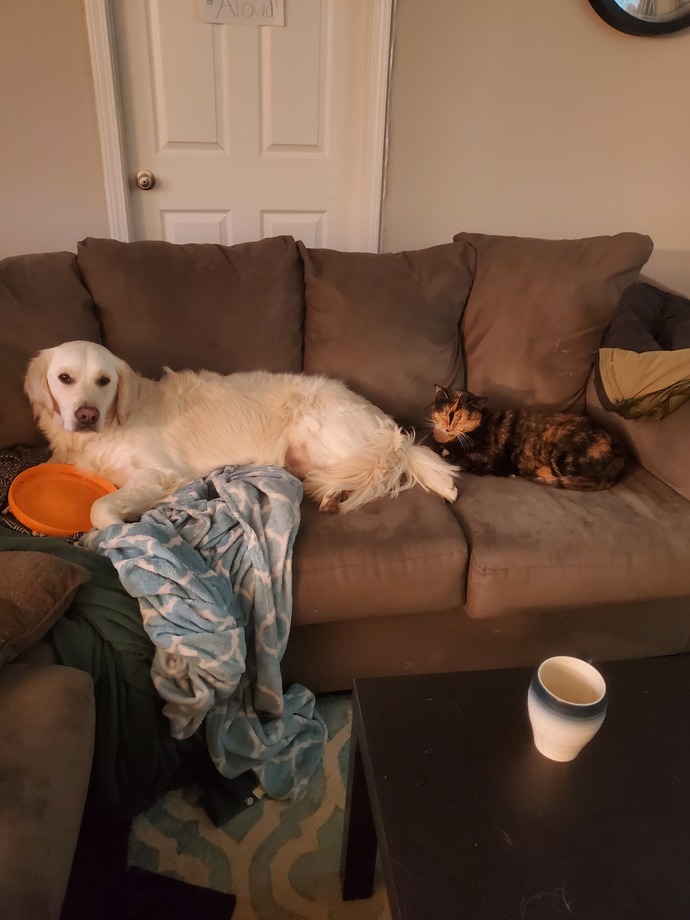 Our animals. Have you Got a pet?