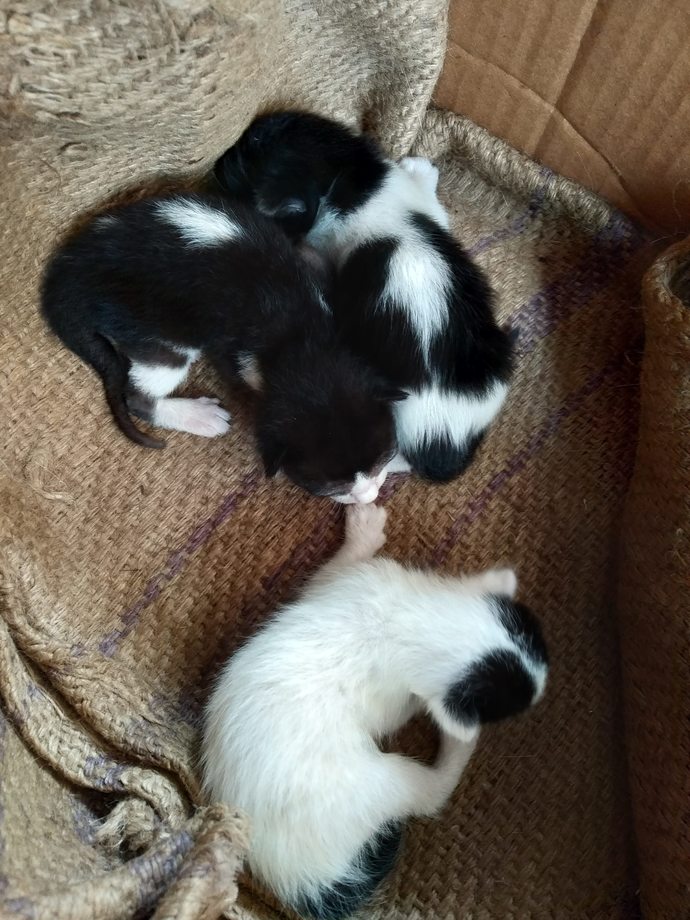 Three new babies were rescued, they are like 3-4 days old
