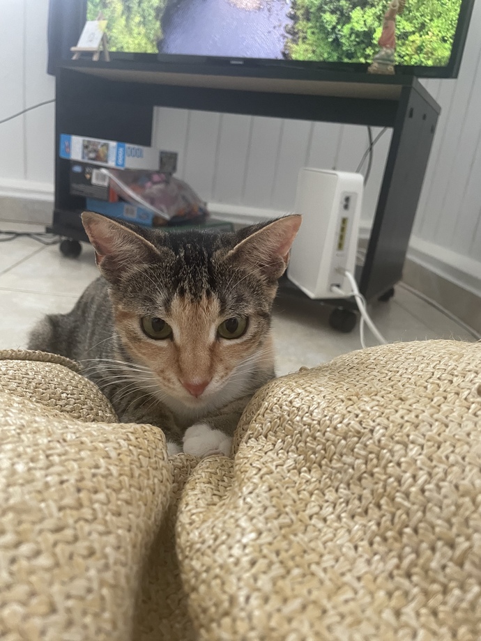 What’s you’re cats name?