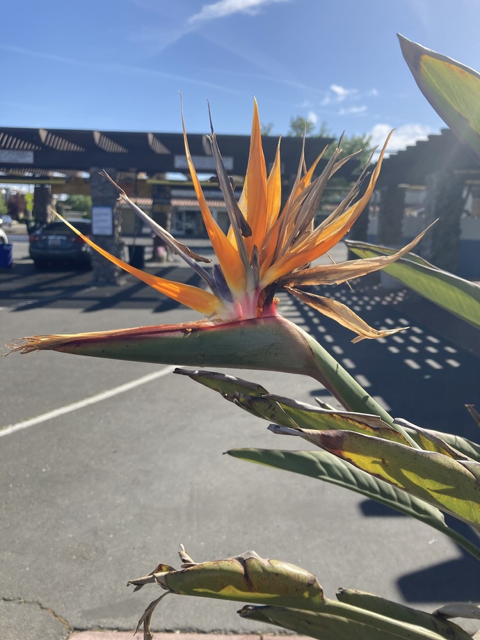 Guys, do you like receiving flowers from women?