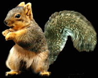 What is your favorite nut?