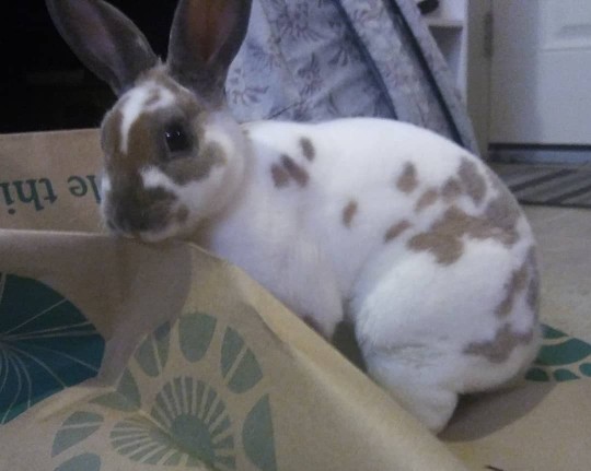 What was the most unique pet youve ever owned?