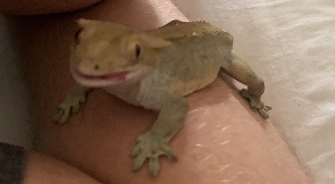 What was the most unique pet you've ever owned?