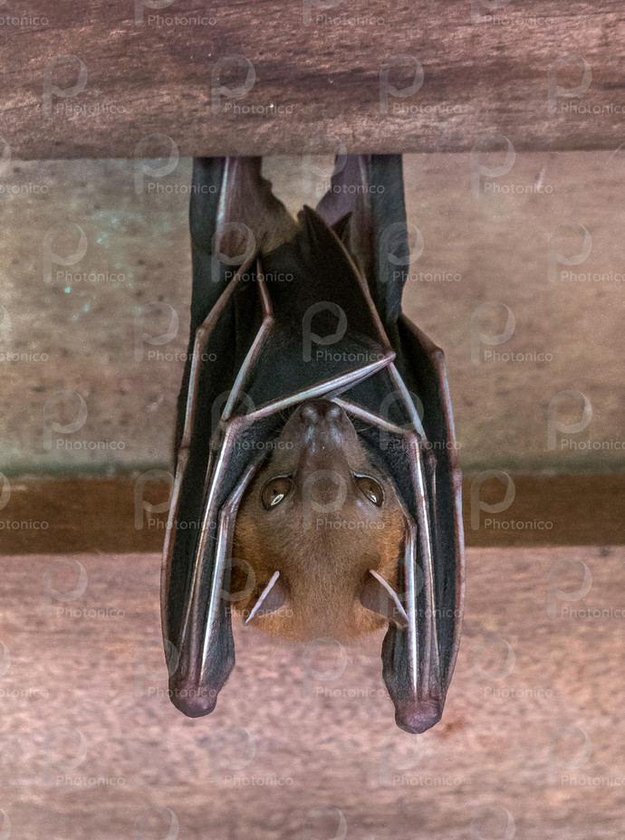 What was the most unique pet you've ever owned?