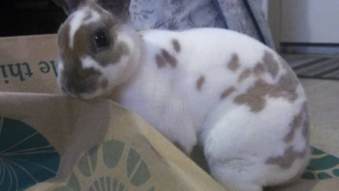 What was the most unique pet you've ever owned?