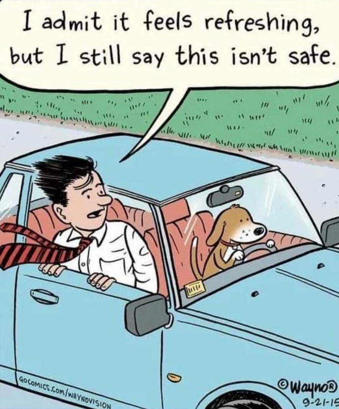 Do you let your dog stick its head out of the window?