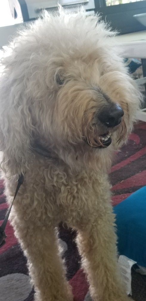 Whats your favourite dog?