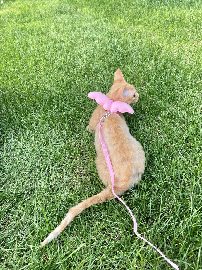 This is my cat and I love it