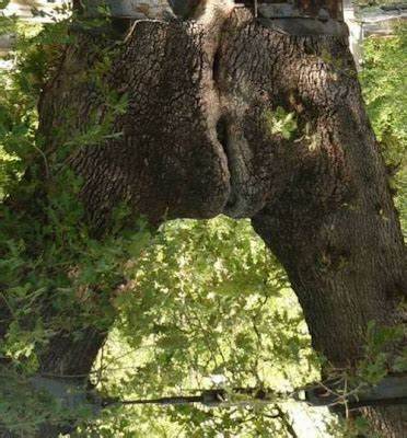 Dont you just love trees?