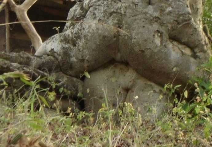 Dont you just love trees?