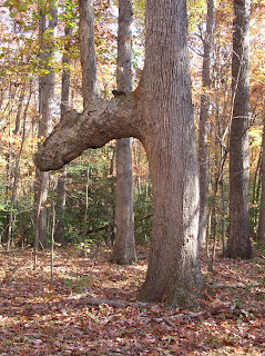 Dont you just love trees?