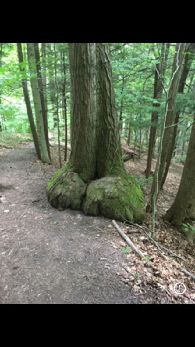 Dont you just love trees?