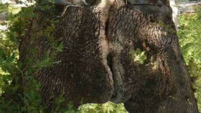 Don't you just love trees?