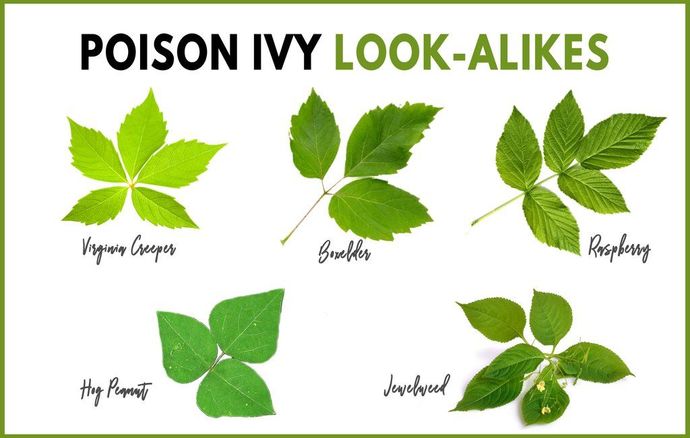 Ever have a tough encounter with a poisonous plant?