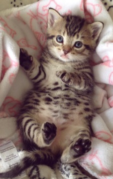 I was just wondering... would people choose cats over dogs, or dogs over cats?