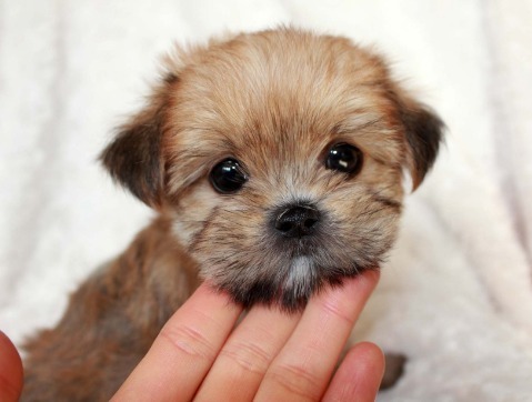 I was just wondering... would people choose cats over dogs, or dogs over cats?