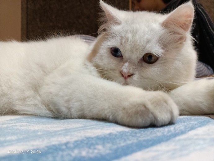 Who else love cats?