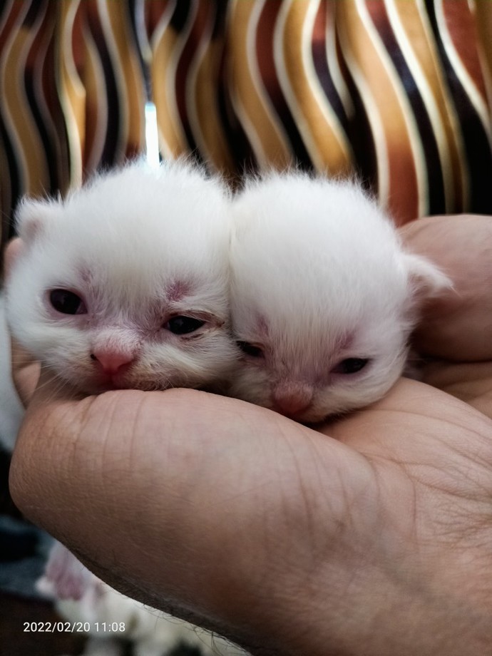 Who else love cats?