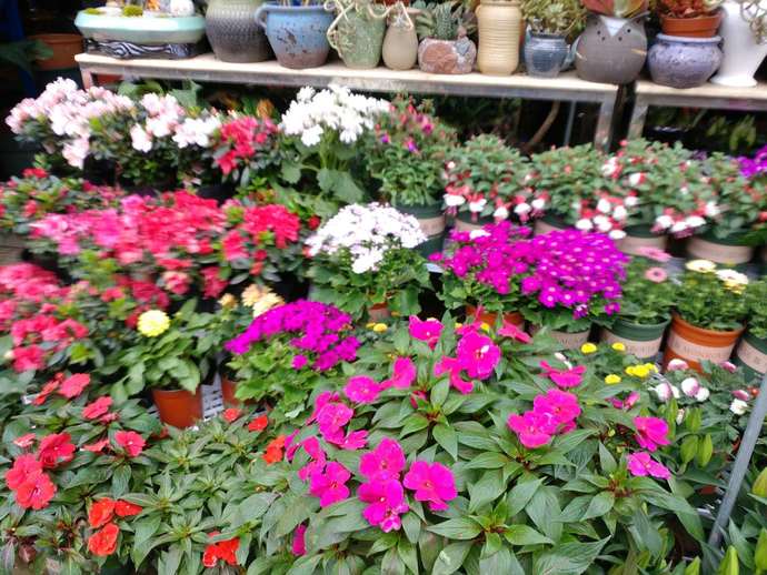 beautiful flower
