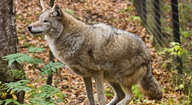 Are you a loner\ lone wolf?
