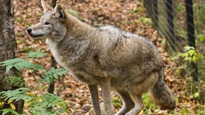 Are you a loner\ lone wolf?