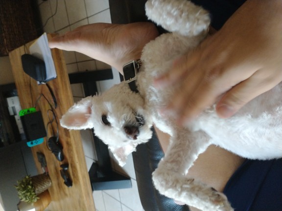 Girls, would you be angry with your boyfriend if your dogs start following him everywhere?