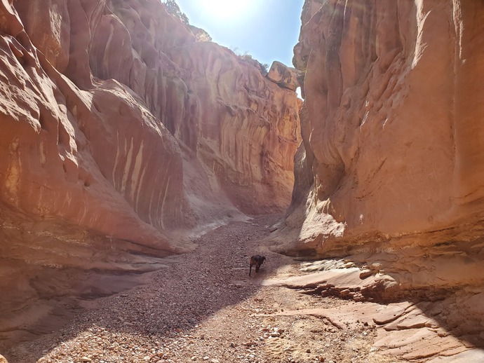 My loyal guardian making sure its safe for me