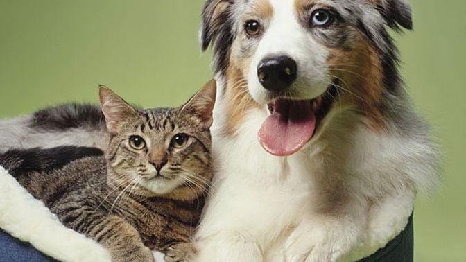 Which do you prefer: dogs or cats?