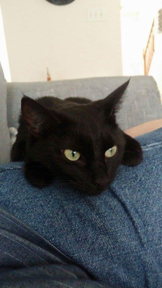 Can you upload your pet animal'(s) photos?