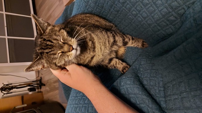 Can you upload your pet animal'(s) photos?