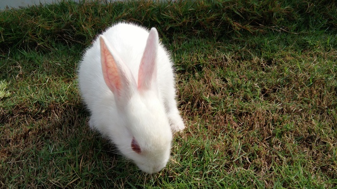 This is Pinky, curious as ever. She was my girl.