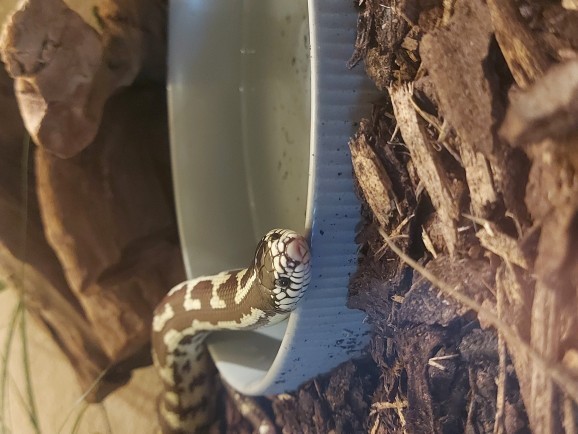 Can you upload your pet animal'(s) photos?