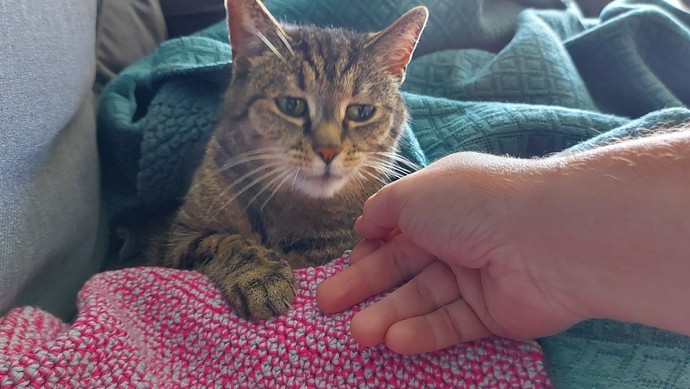 Can you upload your pet animal'(s) photos?