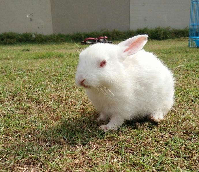 Can you upload your pet animal'(s) photos?