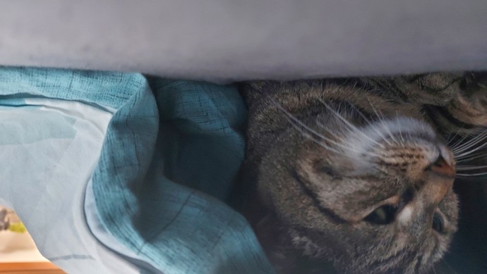 Can you upload your pet animal'(s) photos?