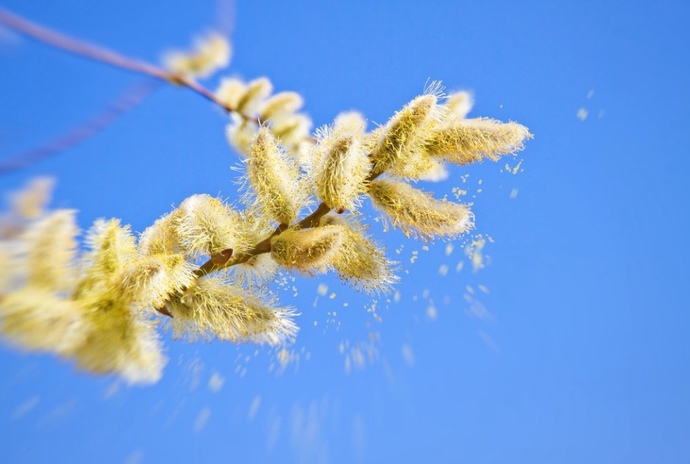 Are You Allergic To Pollen?