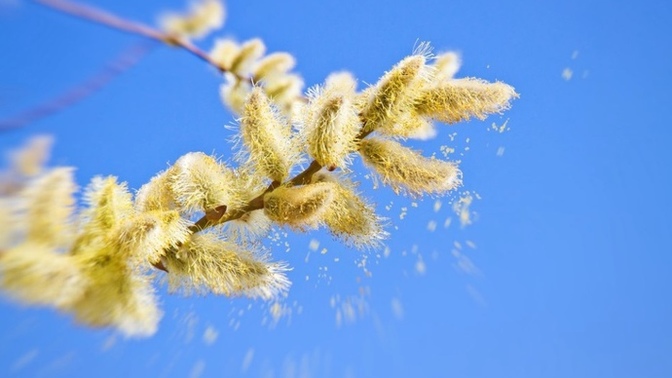 Are You Allergic To Pollen?